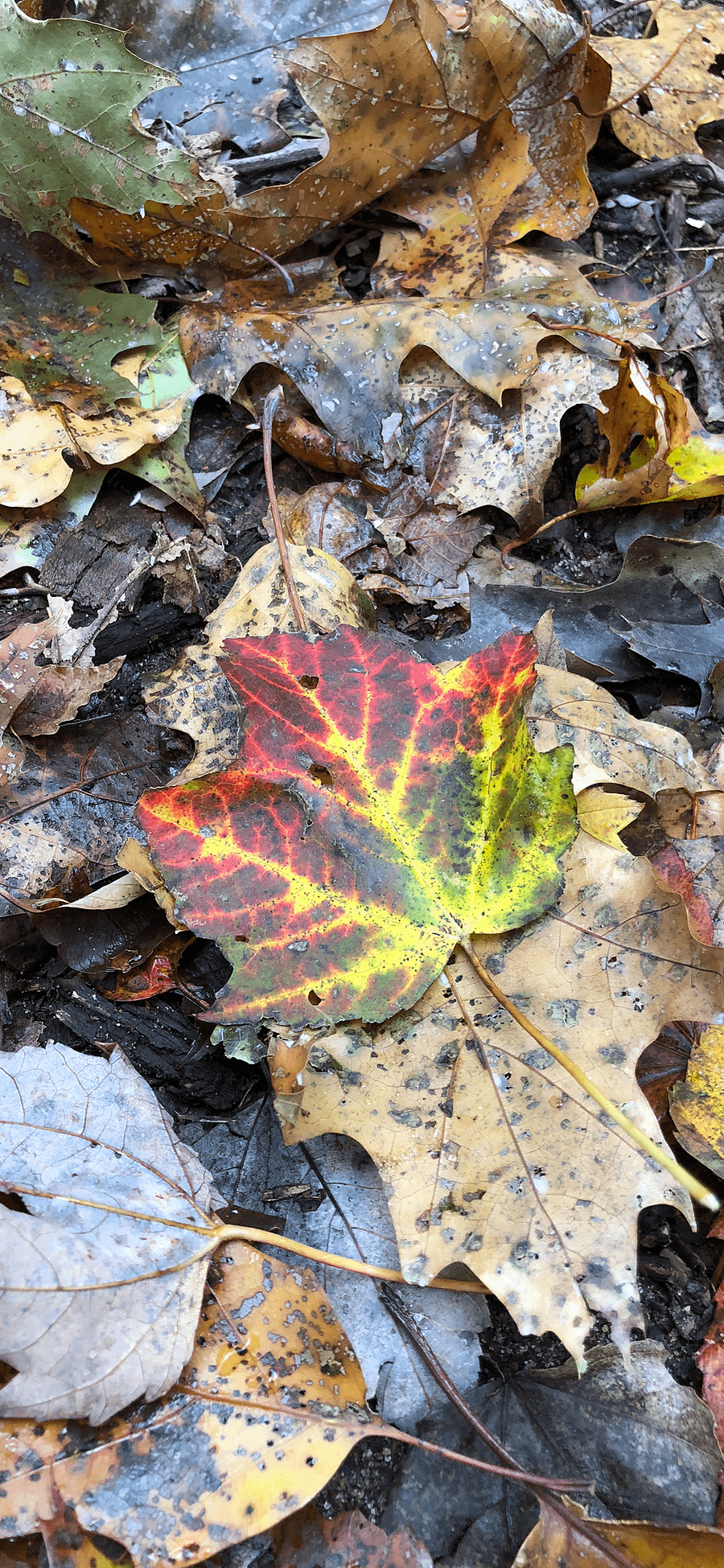 Changing Leaf Phone Background product image (1)