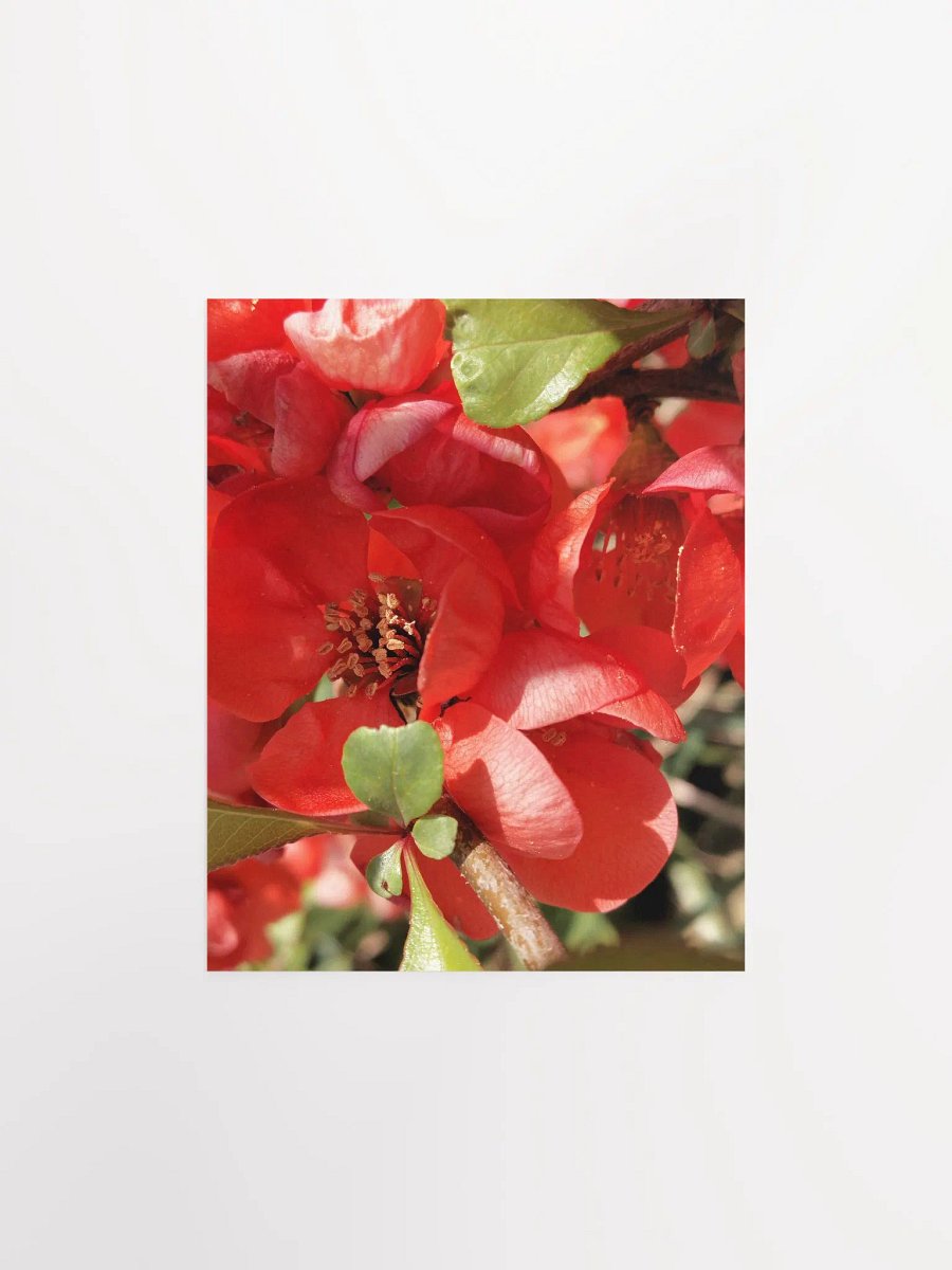 Chaenomeles × Superba Print Poster , Floral Art, Red Flower Print Poster, 8x10 or 16x20
