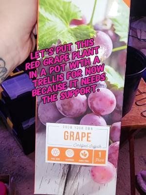 let's give this grape plant a pot  #tinahartart #mywildgarden #redgrapes #grapes #plantsoftiktok  #plantparents #foryoupage #foryou #fyp 