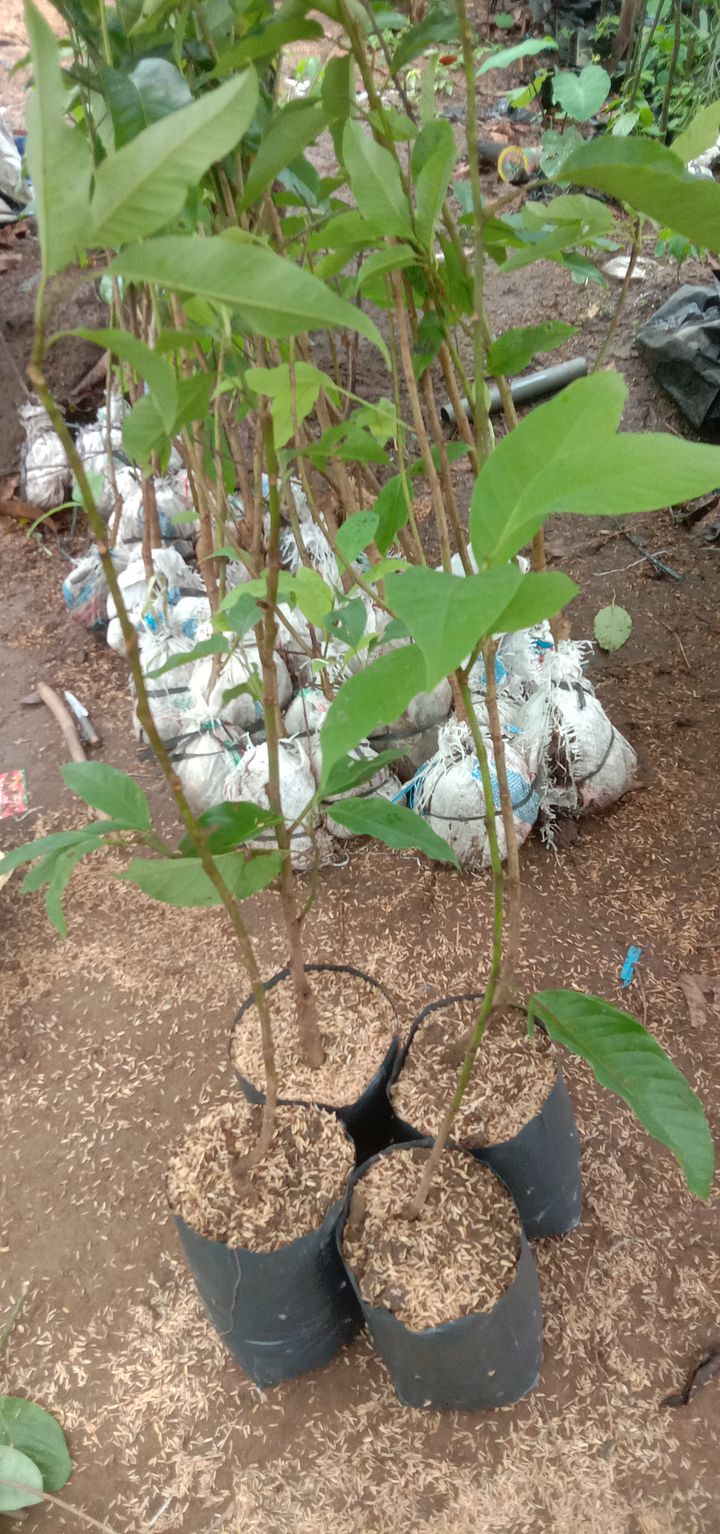 Tanaman kantil kuning product image (1)