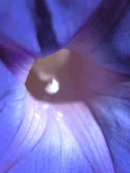 Morning Glory Digital Wallpaper Set product image (1)