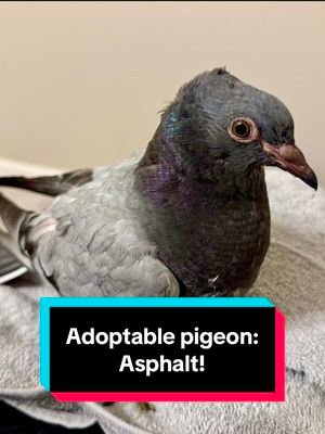 Meet Asphalt! Asphalt is a young squeaker and is only available for local pick-up for now (if not adopted in the next 2 months, they will be old enough to ship).  Asphalt is just a sweet little baby who got a rough start in life! They (gender unknown) would love to be indoor house pet and long for their forever home!  Please excuse their disheveled appearance, they are going through a molt 😅😌 #creatorsearchinsights #petbirds #petpigeon #pigeonaspets #adoptablepigeons #pigeonrescue 