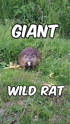 What Is This Giant Rat Doing in France! 🇫🇷 Wildlife Encounter!
#GiantRat #AnimalEncounter #Rat #WildlifeFrance #Nutria #Invas...