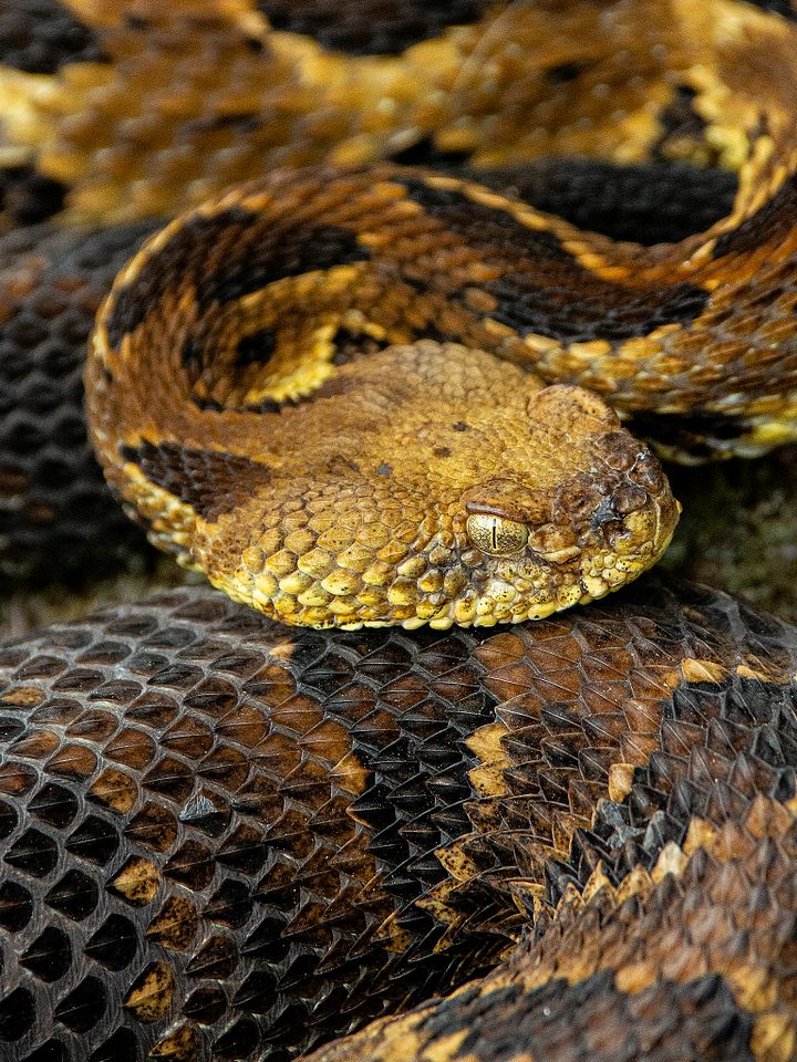 Raven Rock Rattlesnake product image (1)