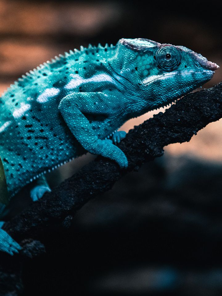 Nose Bae Panther Chameleon product image (1)