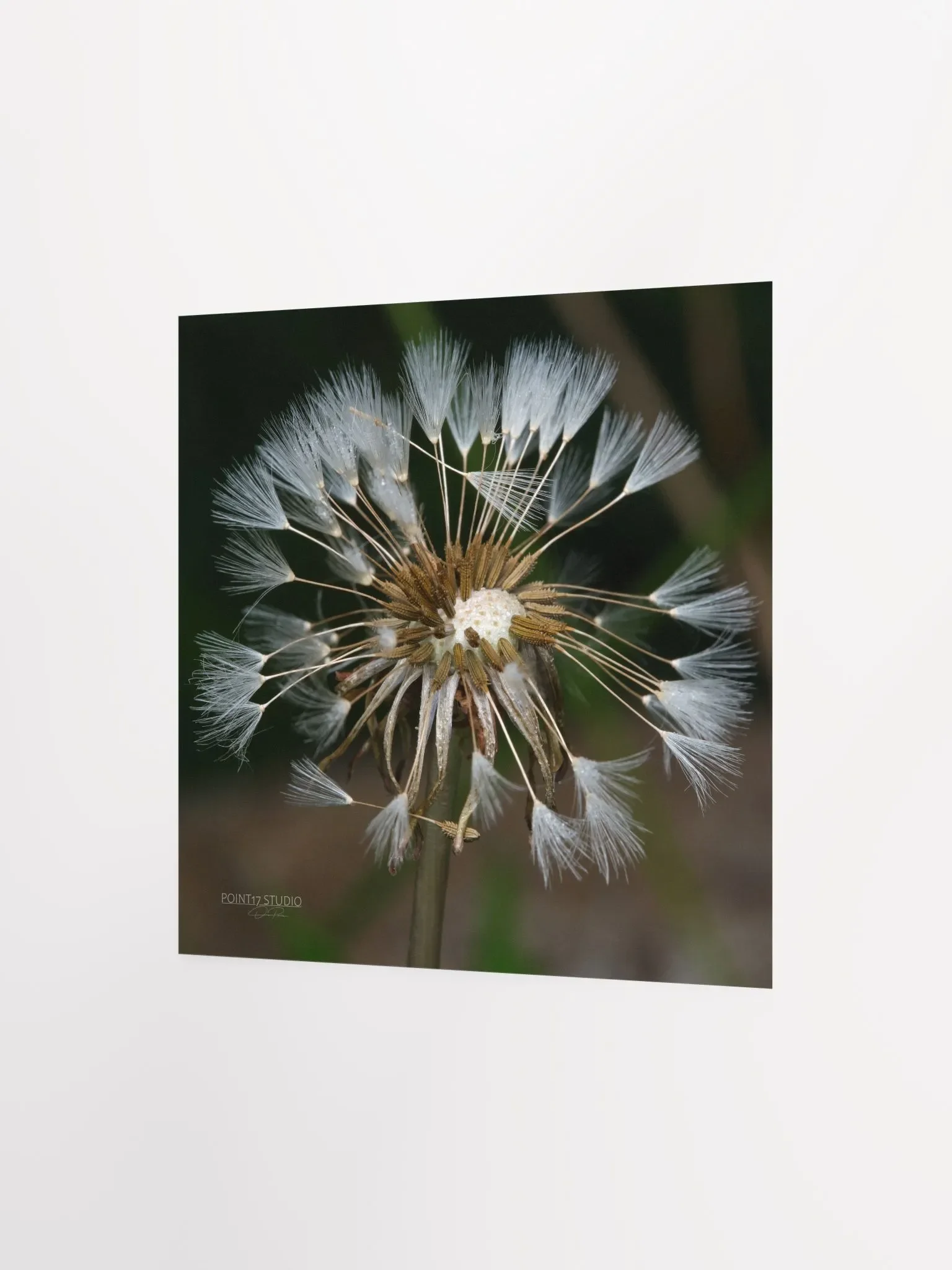 Dandelion #7 - Print product image (4)