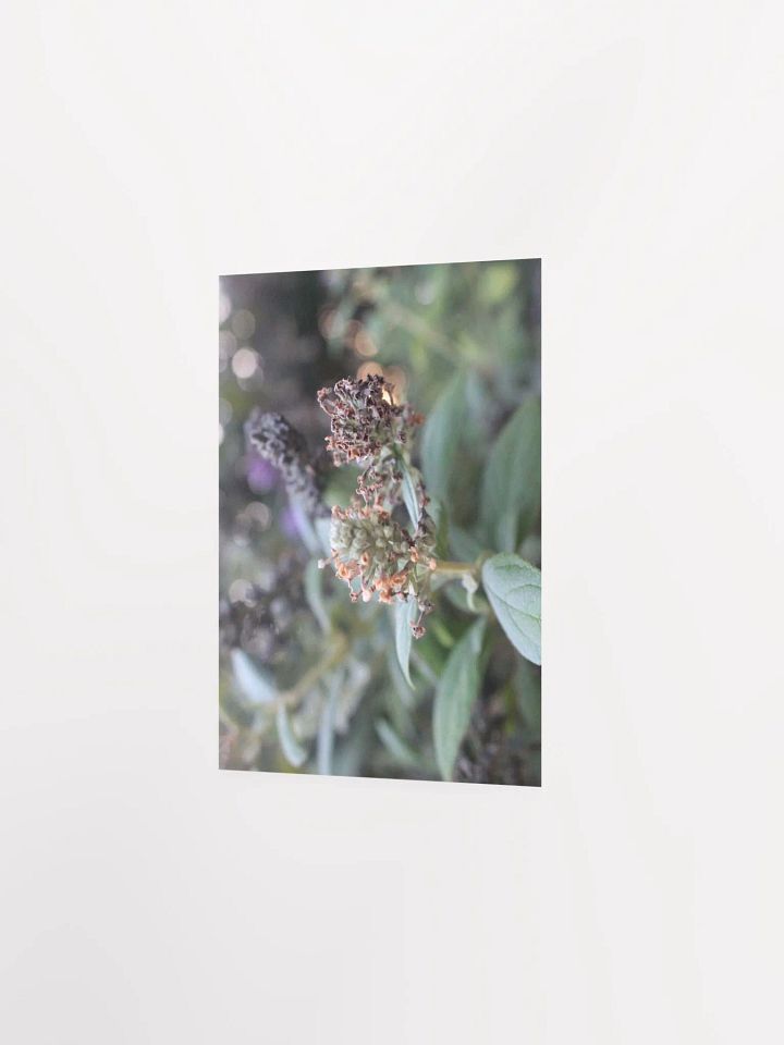 A Study in Flowers 2 product image (16)