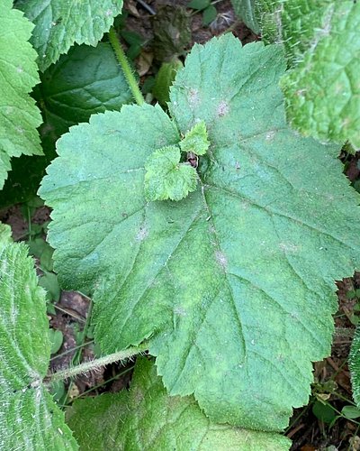 Tolmiea menziesii or Tolmiea diplomenziesii, the Piggyback Plant or Youth on Age, has new leaves growing out of the older lea...