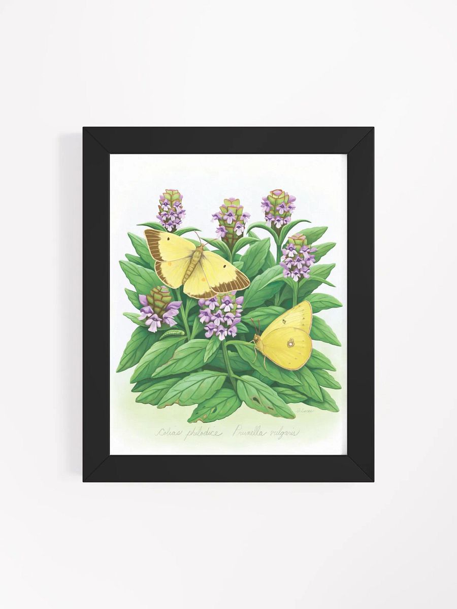Clouded Sulphur Butterflies product image (37)