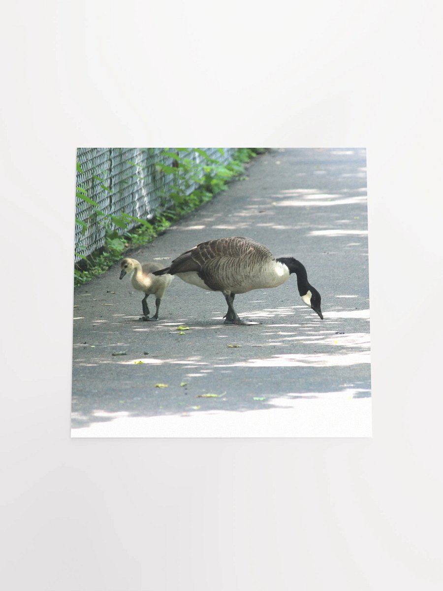 Pittsburgh - Canada Goose & Gosling - Southside Riverfront Trail - poster product image (4)