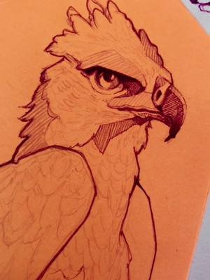 Hola hoy tocó una 🦅, en este reto de dibujando x 30 días. #sketchesillustration #quicksketch #quicksketchdrawing #drawings 
