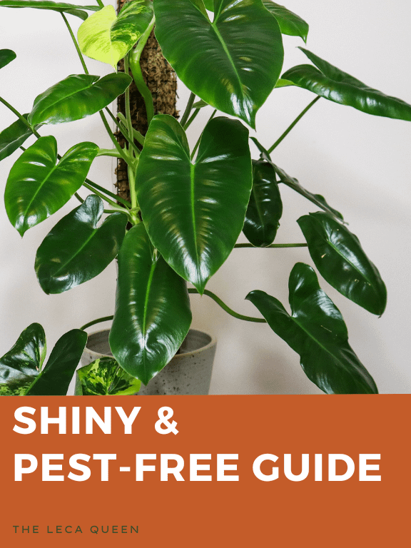 Shiny & Pest Free Guide product image (1)