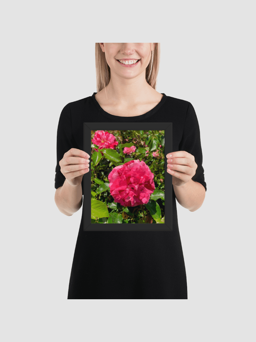 Pink rose Framed photography Poster product image (2)