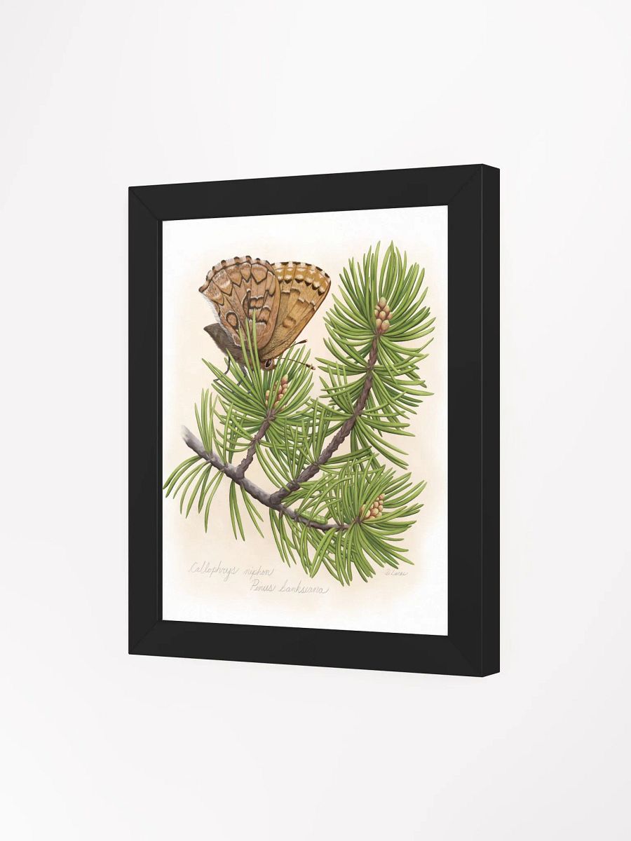 Eastern Pine Elfin Butterfly product image (35)