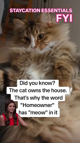 Just in case you didn't know. Understanding the pecking order is critical for any staycation! 

Check out the #catmom and #ca...