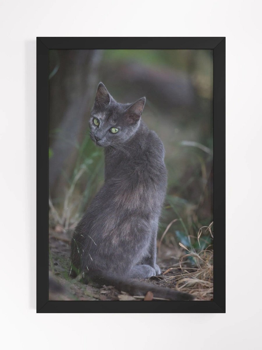 Mysterious black cat product image (2)