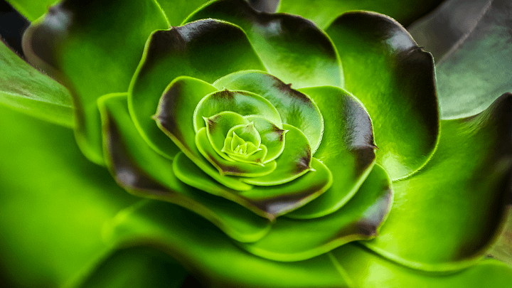Succulent Close-Up product image (2)