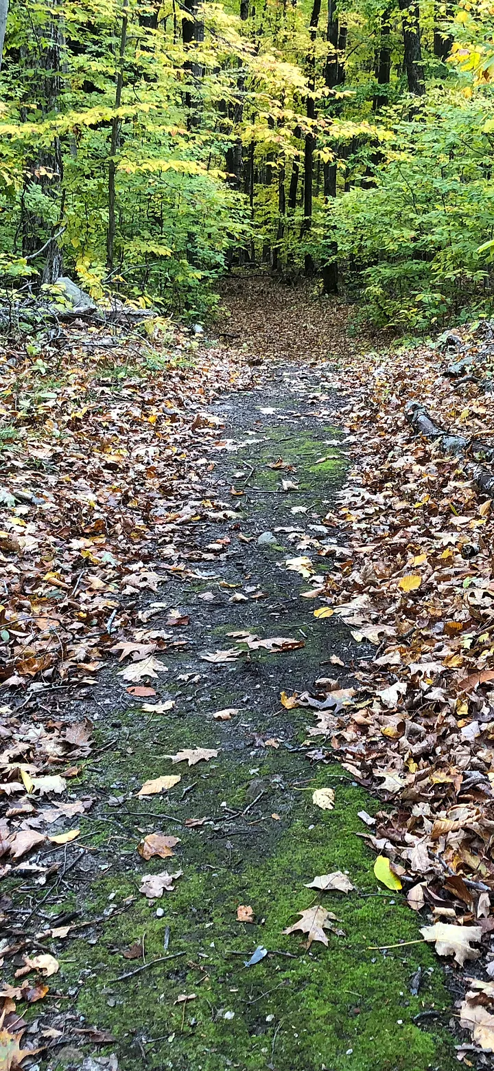 Fall Trail with Leaves Phone Background product image (1)