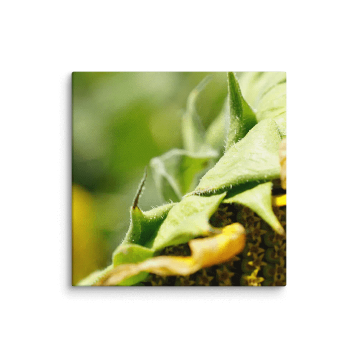 Sunflower Canvas product image (1)