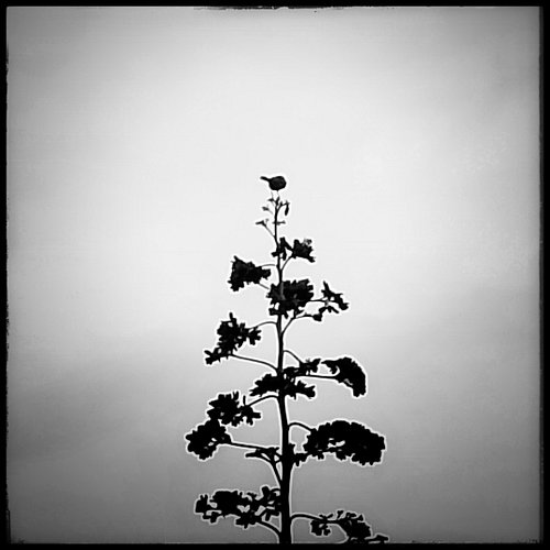 Centinela del maguey 

#Monochrome #Raven #cuervo #Silhouette #agave #Claroscuro