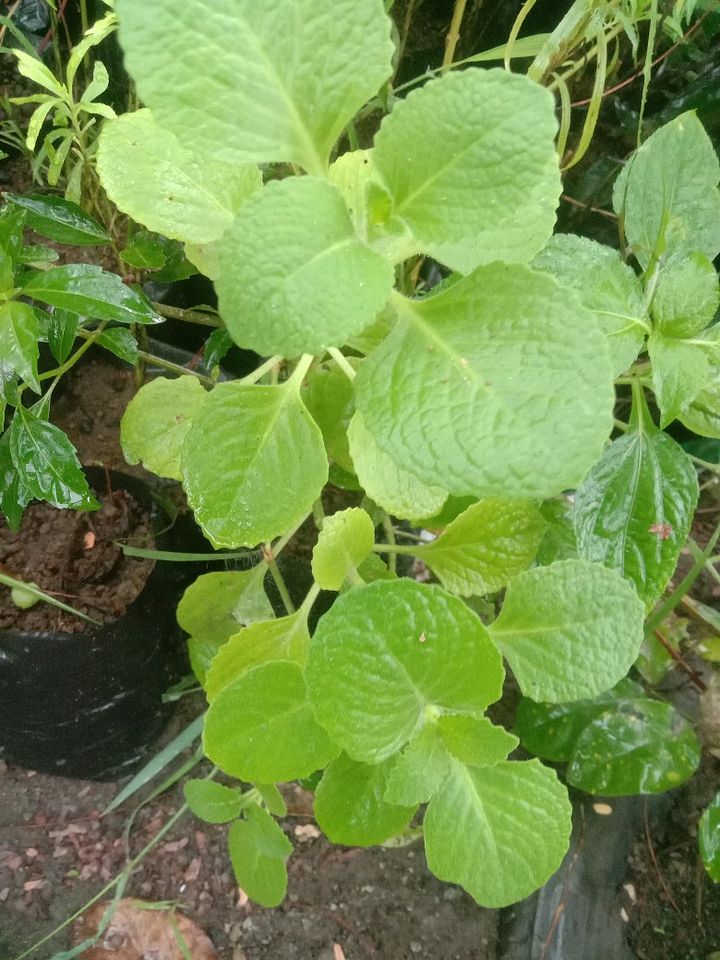 Tanaman daun jinten product image (1)
