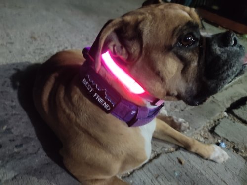 LED Rechargable Pet Collar product image (7)