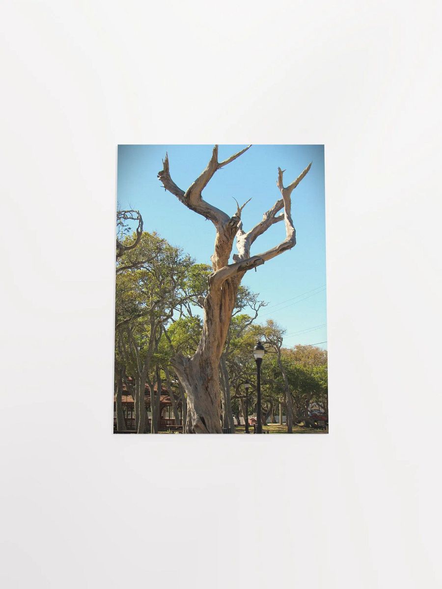 Old Tree product image (46)