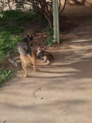 these 2 going at it #shorts #dogs #cats 