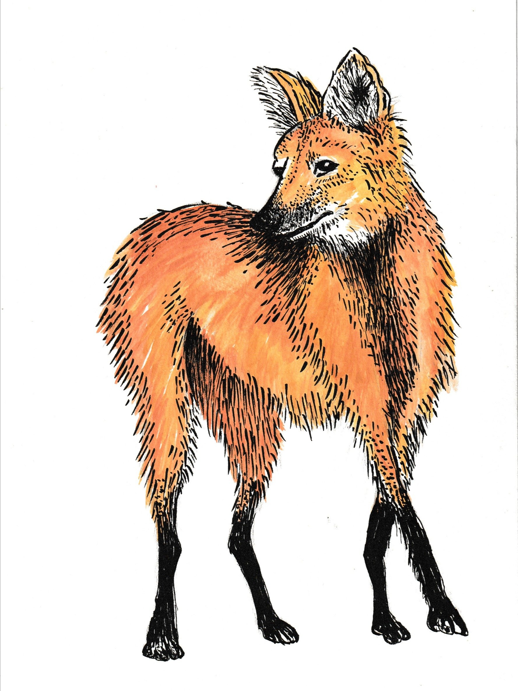 Maned Wolf [original art] product image (1)