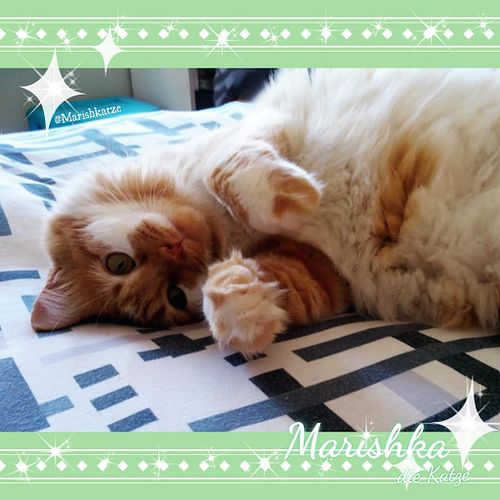 It's finally #Caturday 😸🍺💕
Are you staying on bed or getting ready for Caturday night fever?! 😸🍻😺💕 #Meowlloween is coming and...