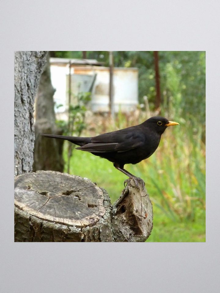 Kiss Cut Sticker - The common blackbird product image (1)
