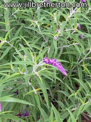 I'm so sorry. I got this really wrong... #salvia leucantha I'm so sorry... I got this really wrong.. #beginnergardening #novembergardentour #autumngarden #sissinghurstgardentour #autumngardentour