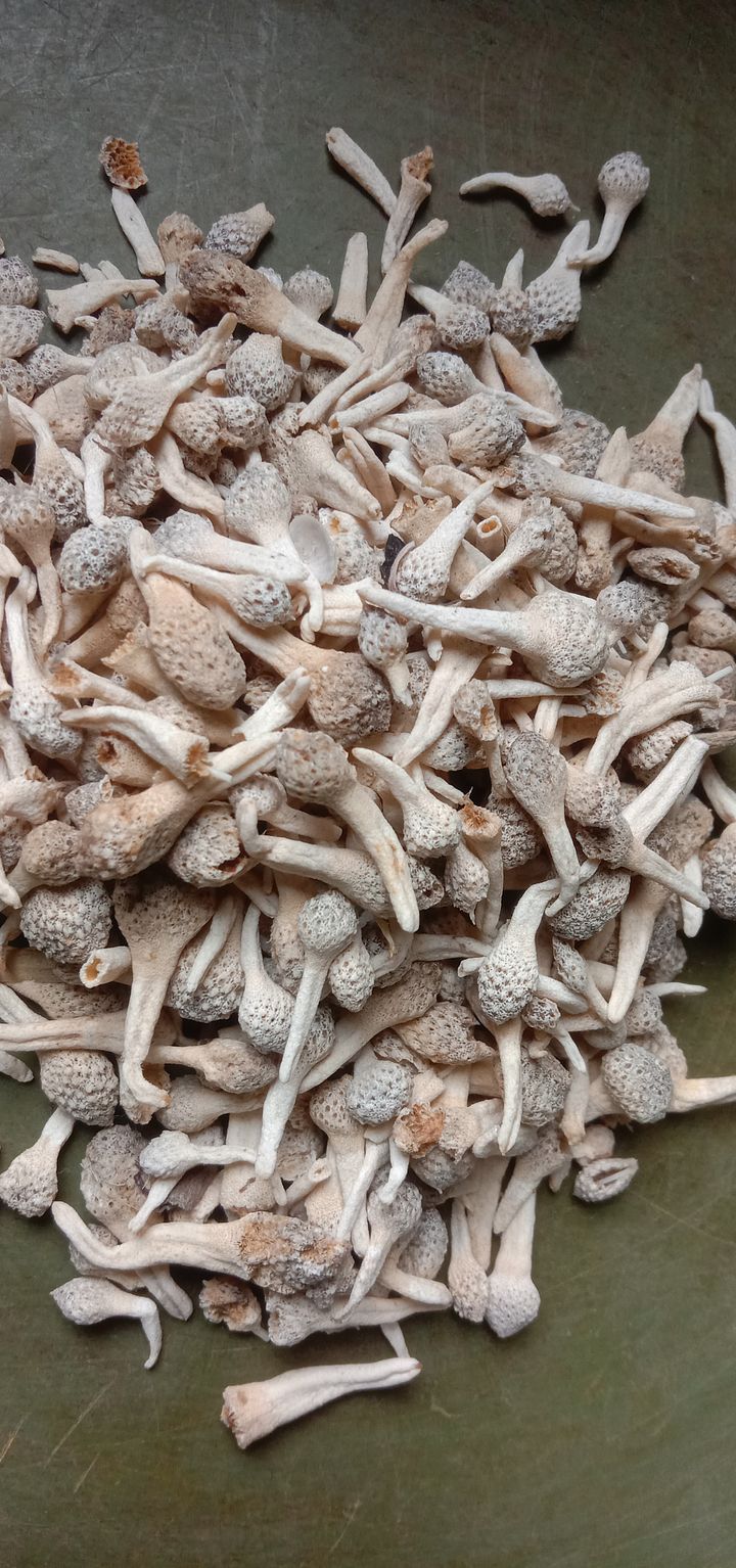 Mpot putih manjalita product image (1)