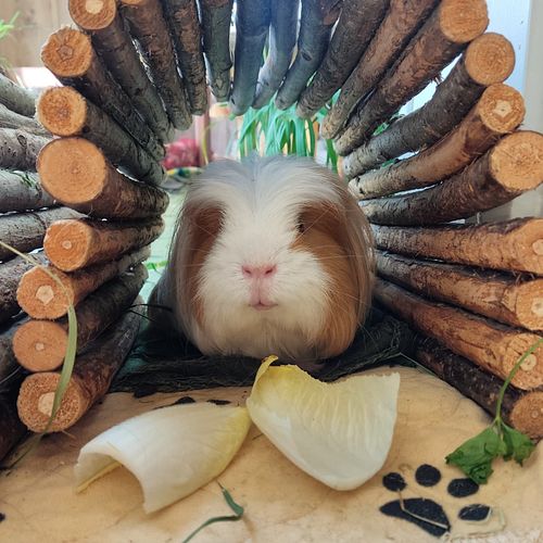 A wheek in our life! (Until 9 August) ✌️💛

1: Angel boy until his nails are clipped
2: Miramelt
3: Mirabum
4: Daily fight for...