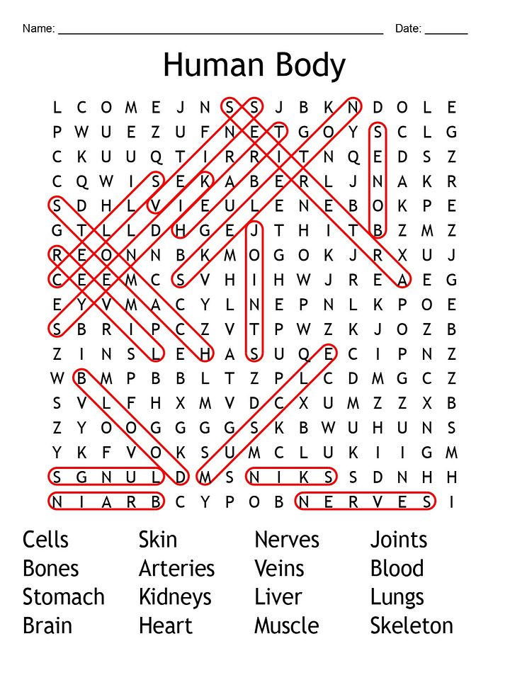 Printable Human Body Word Search – 16 Key Vocabulary Puzzle Activities! product image (2)