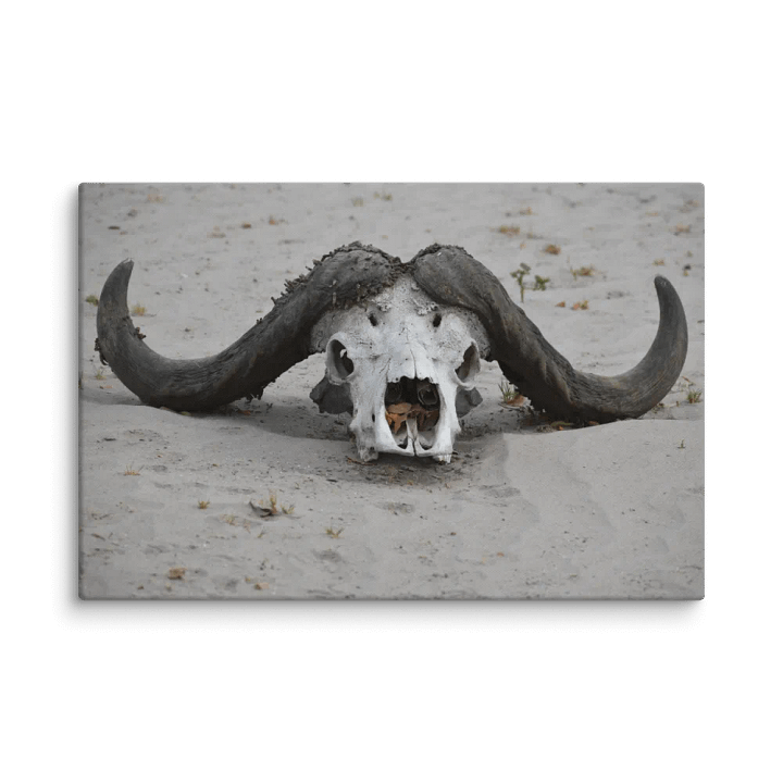 Buffalo Skull (Canvas Print) product image (2)