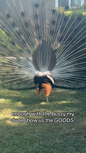 pasadena rules there’s foul dudes just shaking their rumps at chicks everywhere ✨🦚