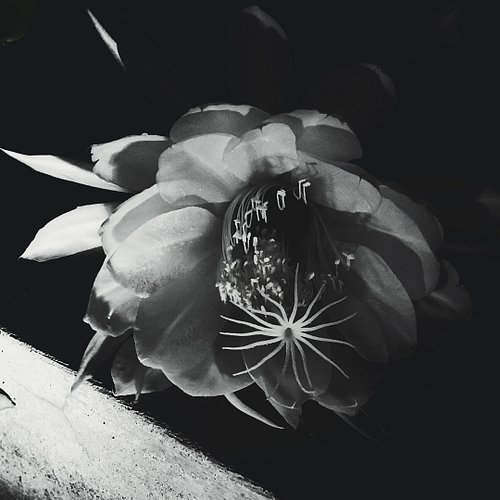 #Epiphyllum #oxypetalum #queenofthenight #nightbloomingcereus #cereus #orchidcactus
#garden #plant #flower #giant #petals #bl...