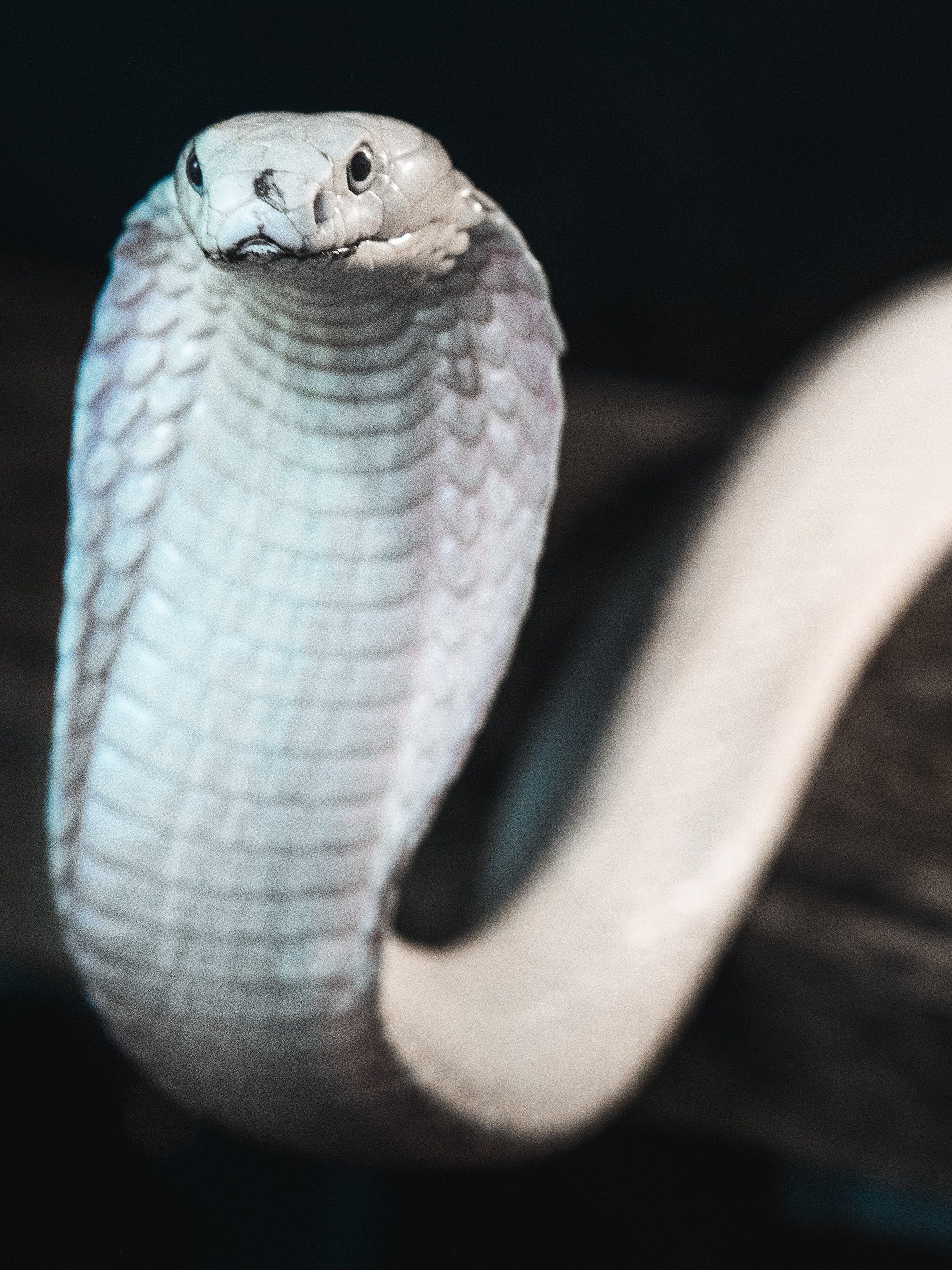 Leucistic King Cobra product image (1)