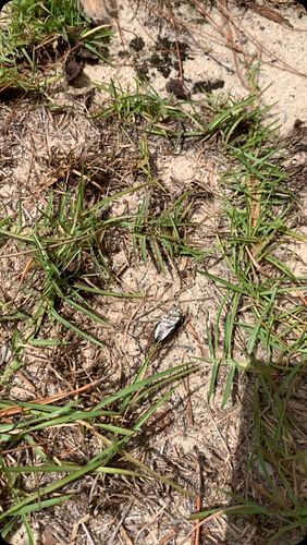 There was a ruckus in the grass 😱 @joy_thee_dog wasn’t too happy 😆 #cicada #southcarolina #yorkie