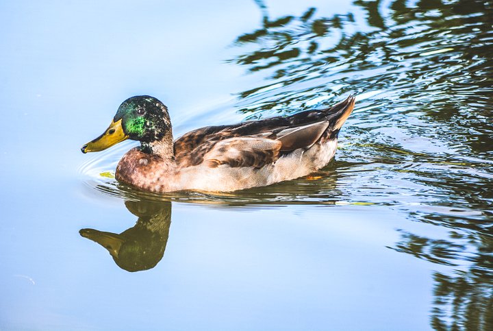 Derek Daniel Dax Doris the Duck product image (2)