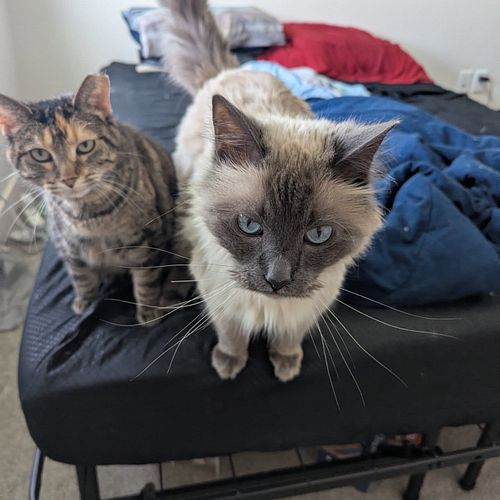 Just had a mini meltdown. Here are some cats.
Executive dysfunction is a weird thing to experience.