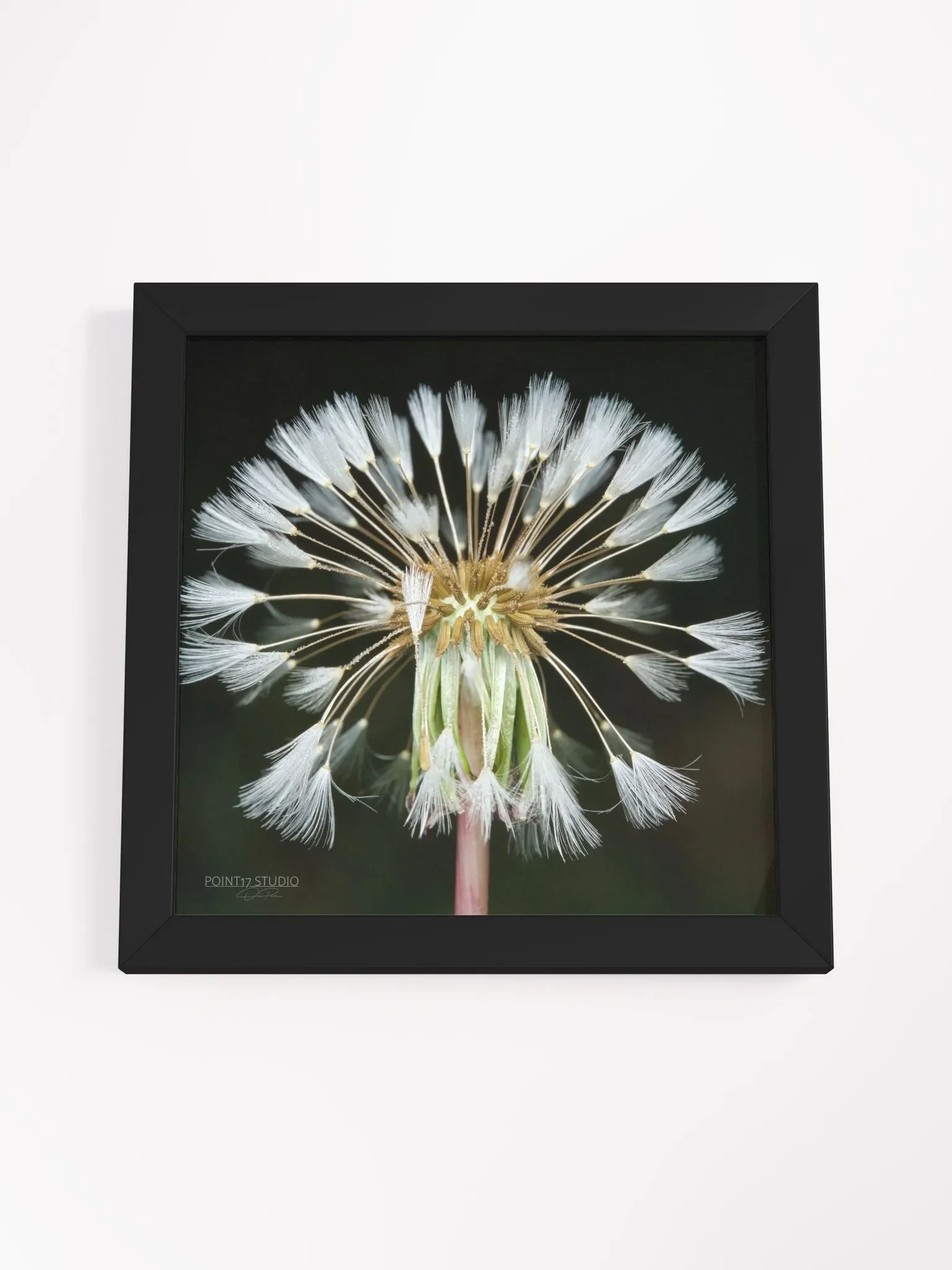 Dandelion #11 - Framed Print product image (4)
