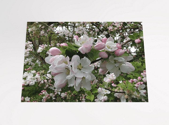 Apple Blossoms in White and Pink product image (2)