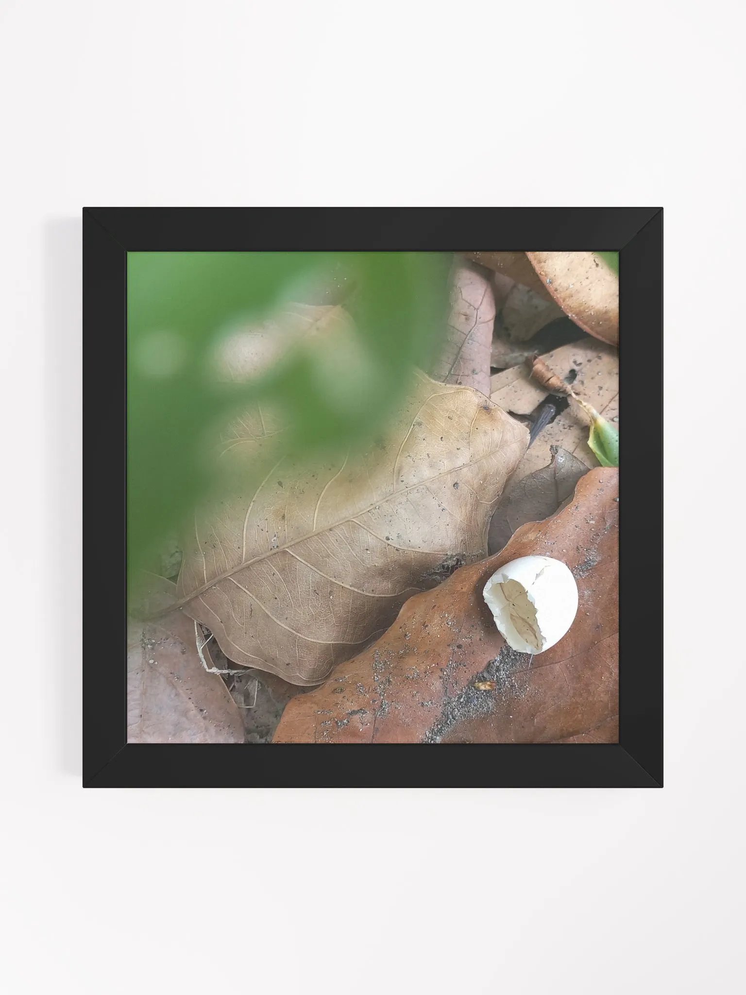 Hatched Egg framed photo product image (1)
