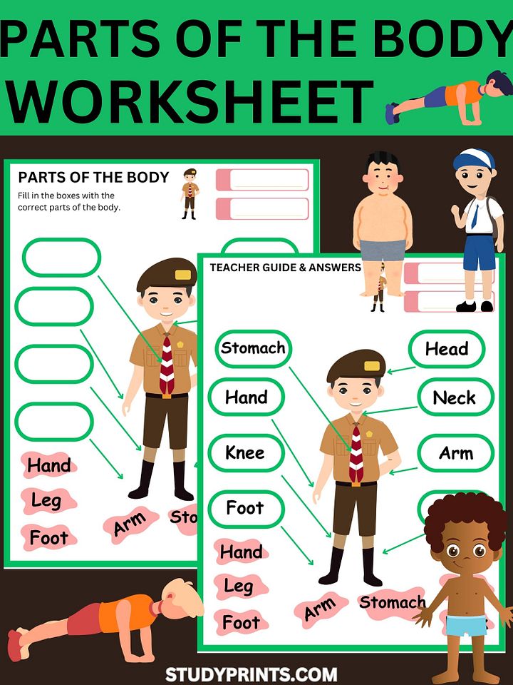Parts of the Body Worksheet product image (1)