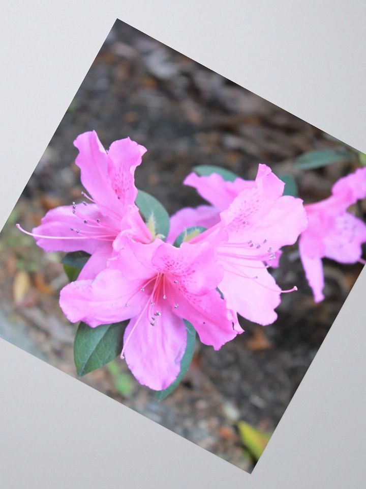 A Study in Flowers 1 - Sticker product image (6)