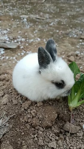 cute Rabbit #rabbit #rabbits #pet