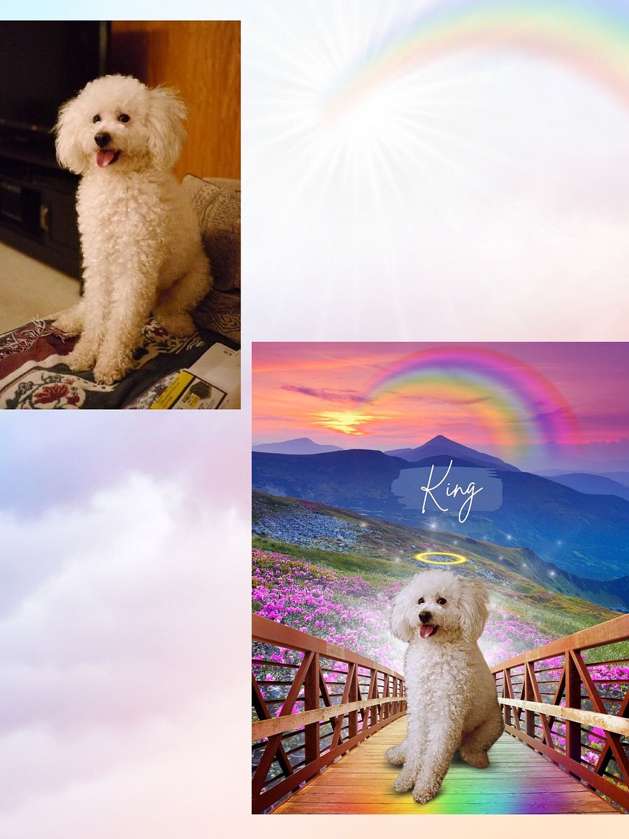 Rainbow Bridge Custom Portrait product image (8)