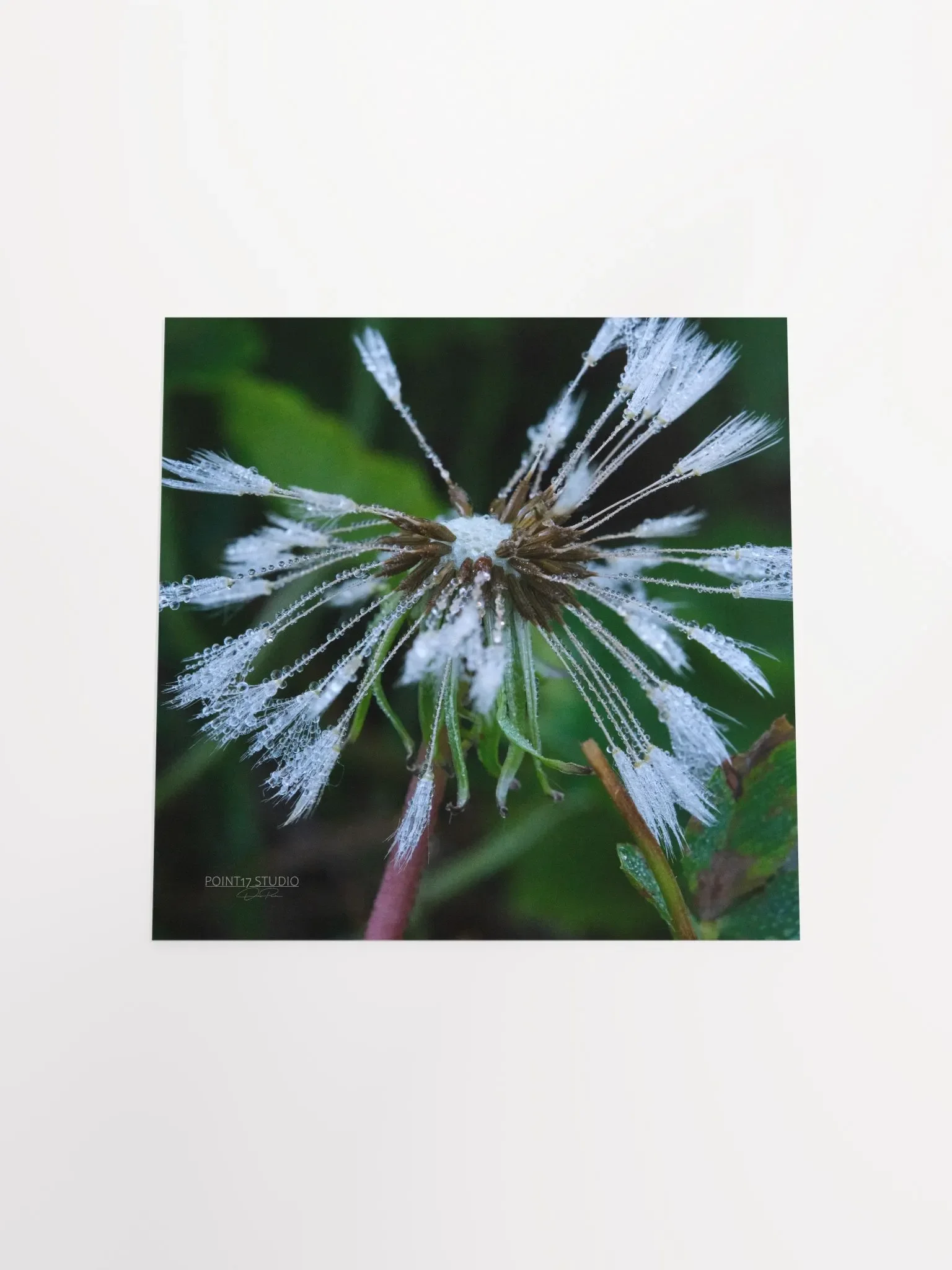 Dandelion #2 - Print product image (10)